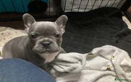 French Bulldog dogs for sale: Last One - KC French Bulldog Puppies - Image 13