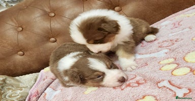 Australian Shepherd dogs - Advert 14