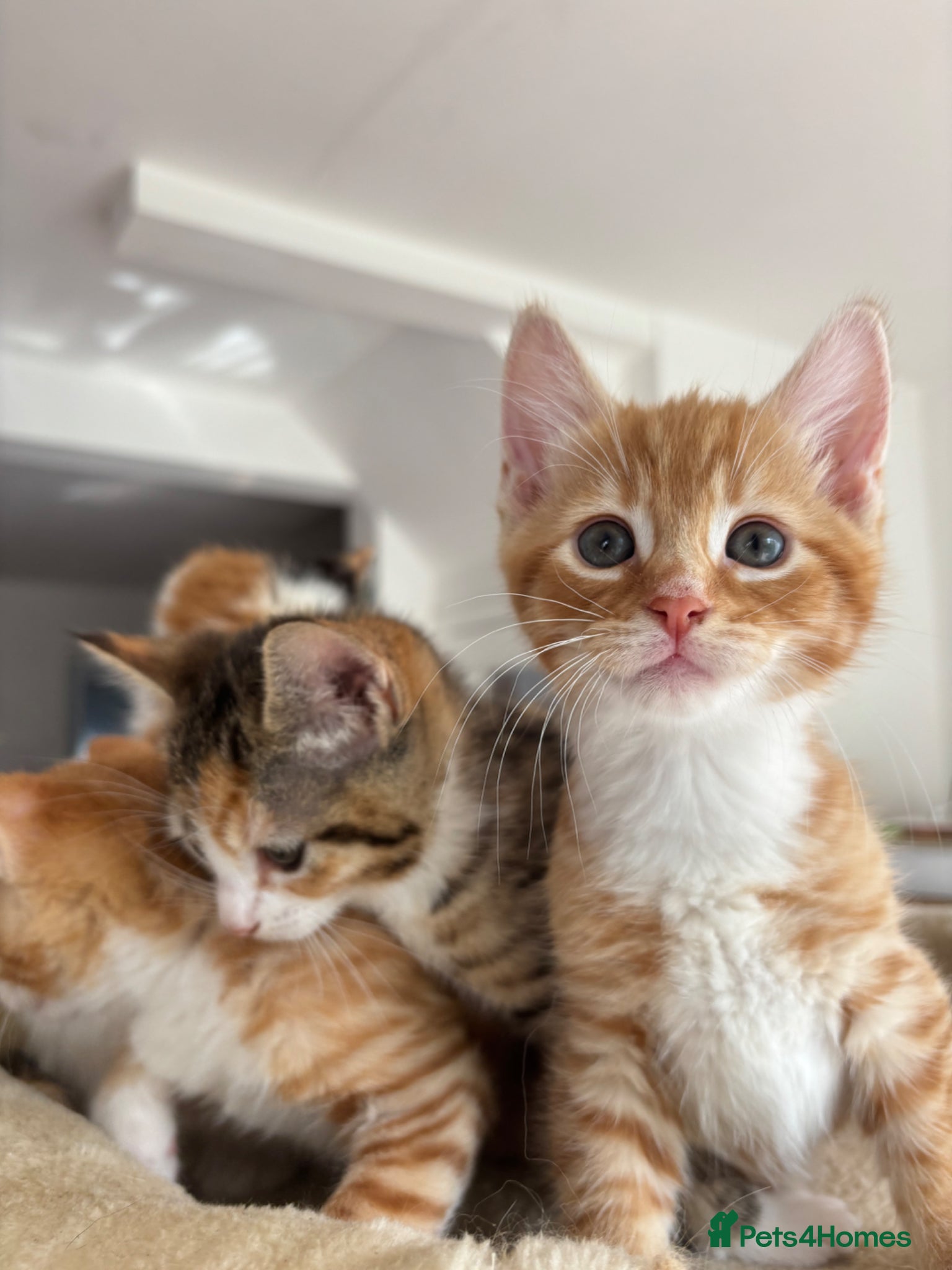 Mixed Breed cats Kittens are Almost Ready for Their Forever Homes! - Advert 10