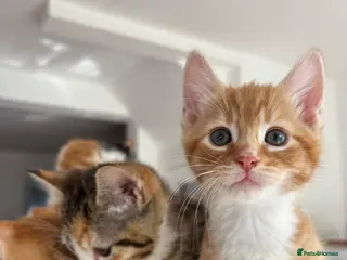 Mixed Breed cats Kittens are Almost Ready for Their Forever Homes! - Advert 10