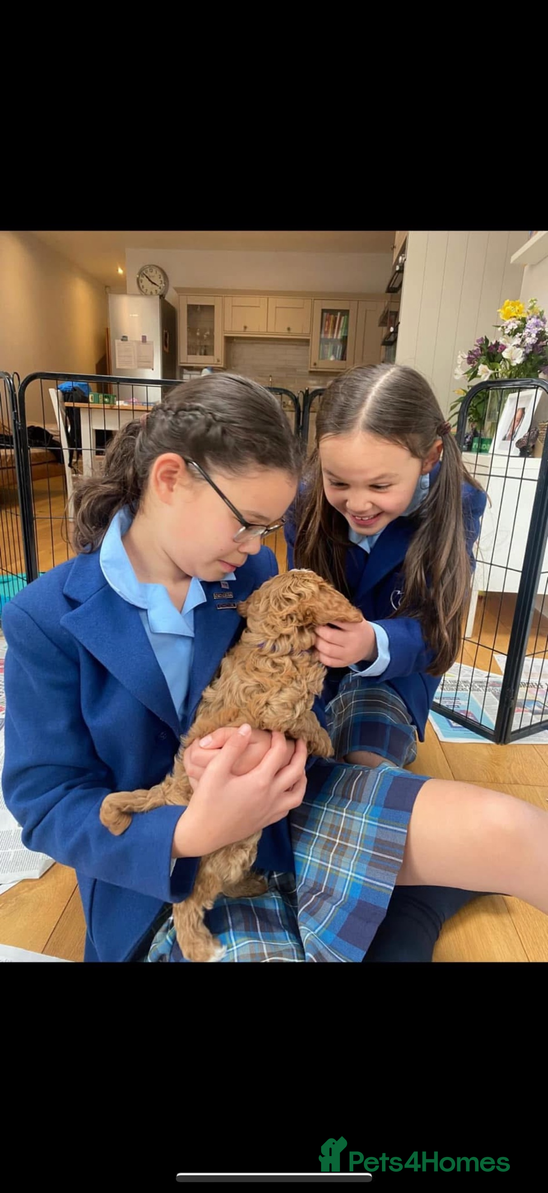 Cavapoo dogs for sale: Beautiful Health Tested F1 Cavapoos 🐶 - Image 16