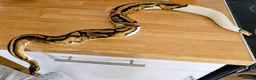 Python Snake reptiles for sale: FEMALE PIED 100% Het ALBINO 50% het CLOWN - Advert 8