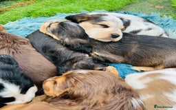 Cocker Spaniel dogs for sale: Gorgeous show type cocker spaniels - Image 23