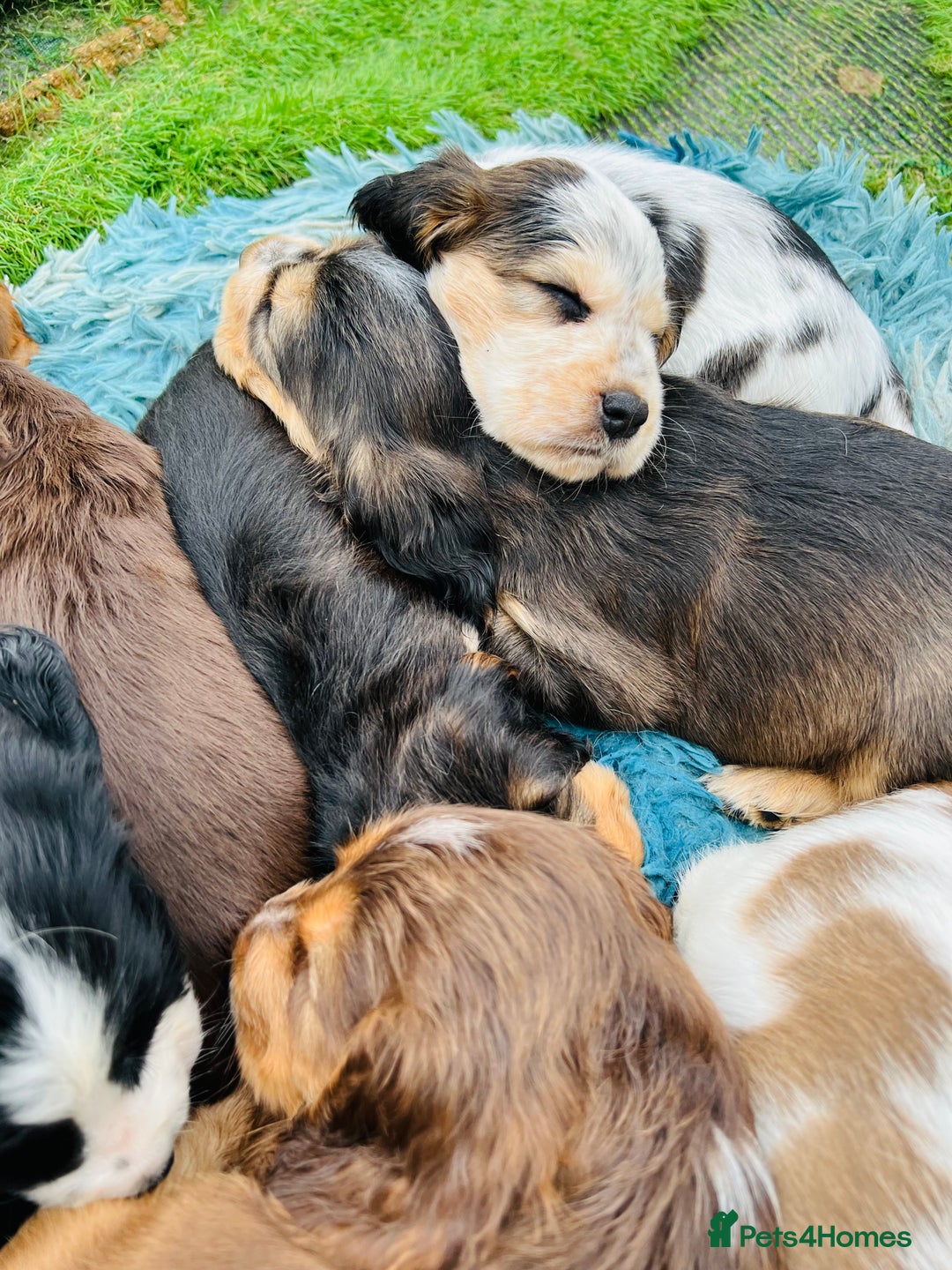 Cocker Spaniel dogs for sale: Gorgeous show type cocker spaniels - Image 23