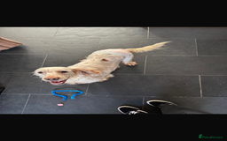 Cockapoo dogs for sale: Fluffy F1 puppies ready 27-09  - Image 21
