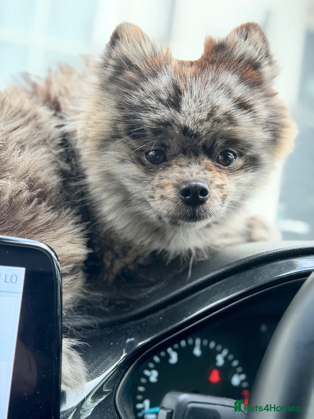 Pomeranian dogs for stud: MONKEY silver Merle for stud  - Advert 2