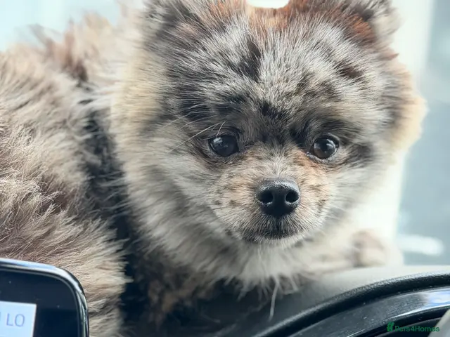 Pomeranian dogs for stud: MONKEY silver Merle for stud - Advert 2