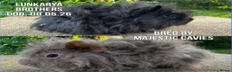 Guinea Pig rodents for sale: Lunkarya pair of boars  - Advert 1