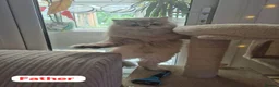 British Longhair cats for sale: Female  in London - Advert 5