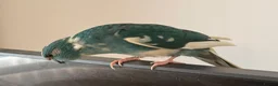 Parrots birds for sale: Bonded  kakariki male and female 7 months old i - Advert 8