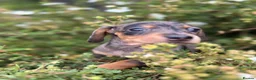 Dachshund dogs for sale: Beautiful litter of Dachshunds  - Advert 5