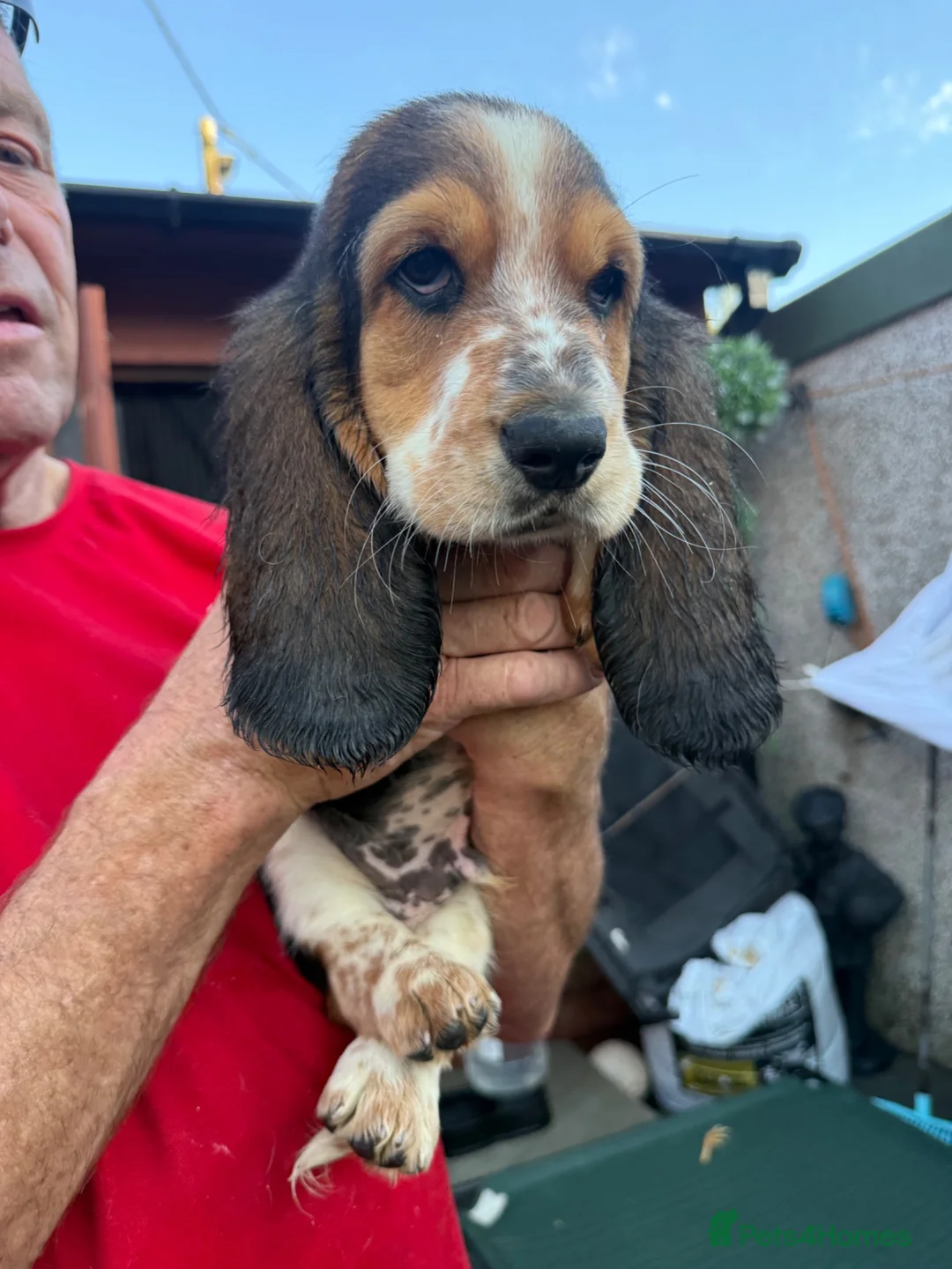 Basset Hound dogs for sale: Long haired basset hound puppies in Port Talbot - Advert 2