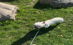 French Bulldog dogs for sale:  Lulu - Image 4