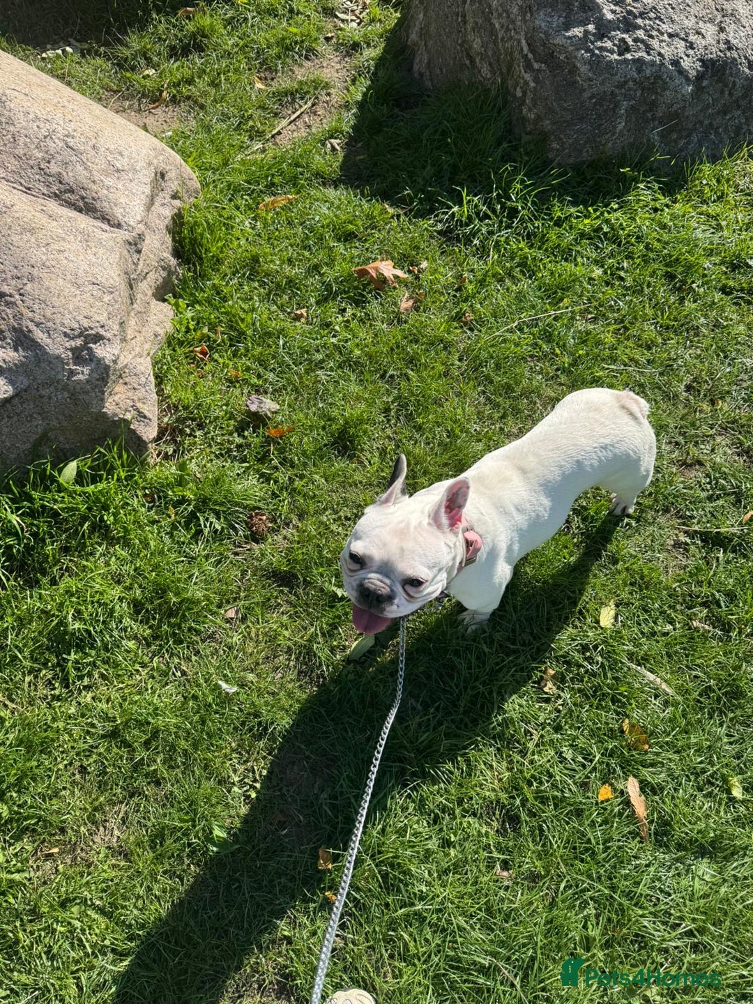 French Bulldog dogs for sale:  Lulu - Image 4
