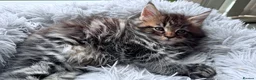 Maine Coon cats for sale: Main Coon mixd kittens in Richmond  - Advert 1