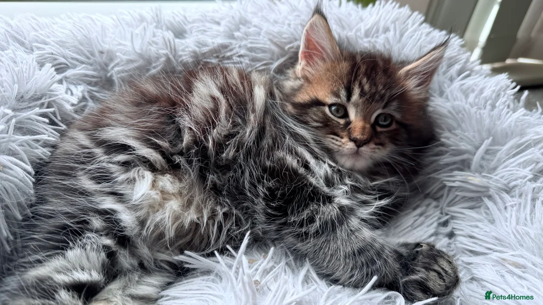 Maine Coon cats for sale: Main Coon mixd kittens in Richmond  - Advert 1