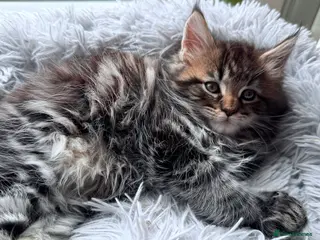 Maine Coon cats Main Coon mixd kittens in Richmond - Advert 16