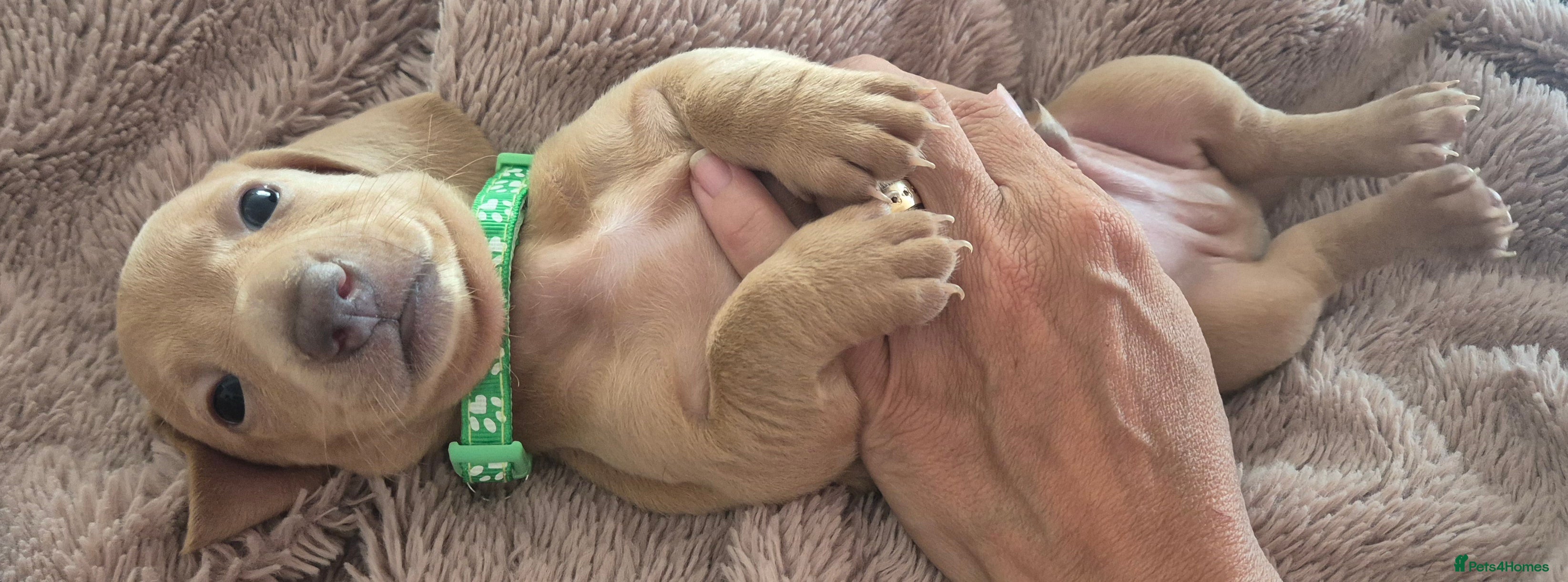 Miniature Dachshund dogs Miniature Dachshunds unusual colour ready 2nd Sept - Advert 17