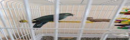 Parrots birds for sale: Blue male kakariki, cage available at cost. - Advert 2