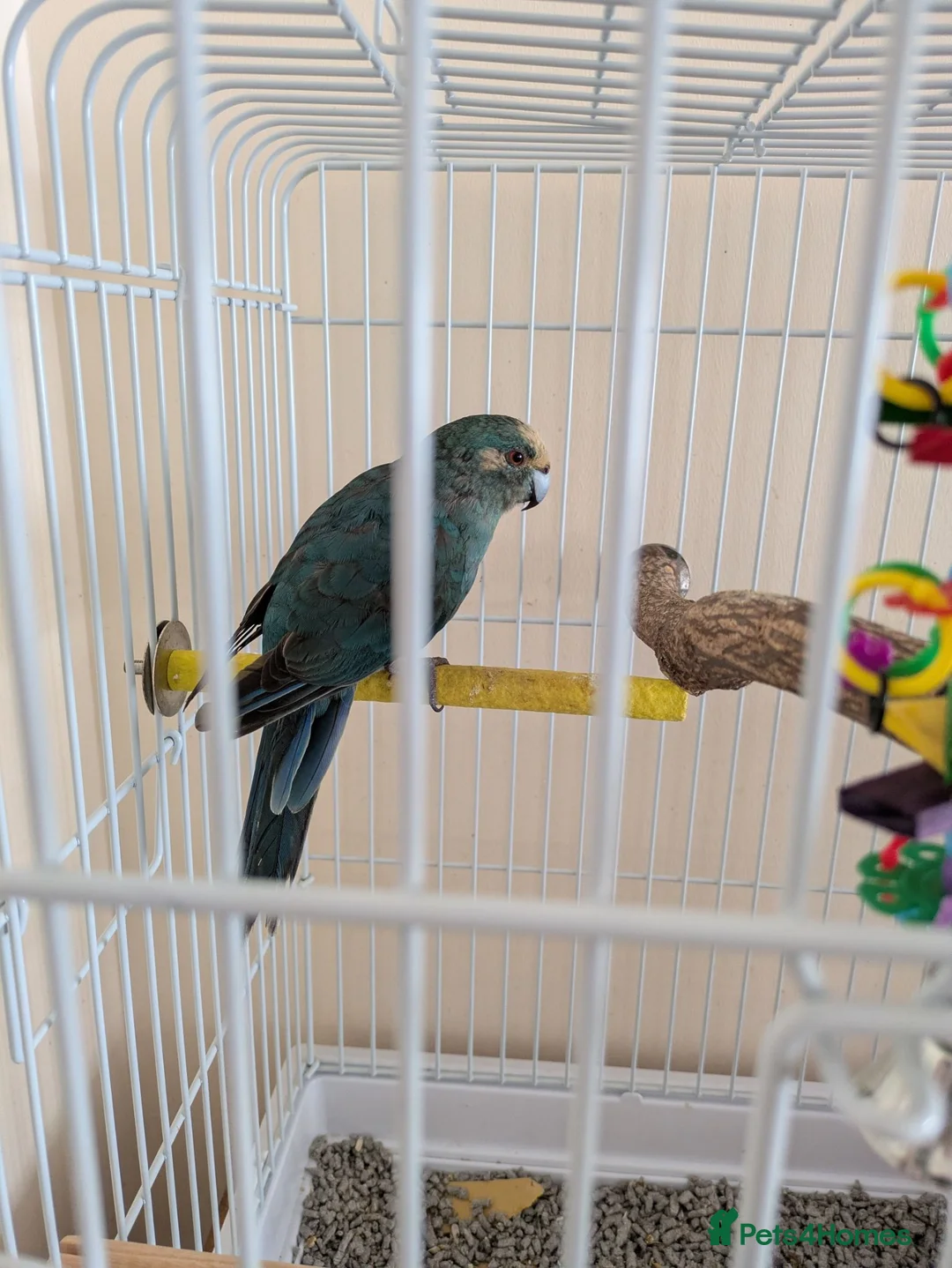Parrots birds for sale: Blue male kakariki, cage available at cost. - Advert 2
