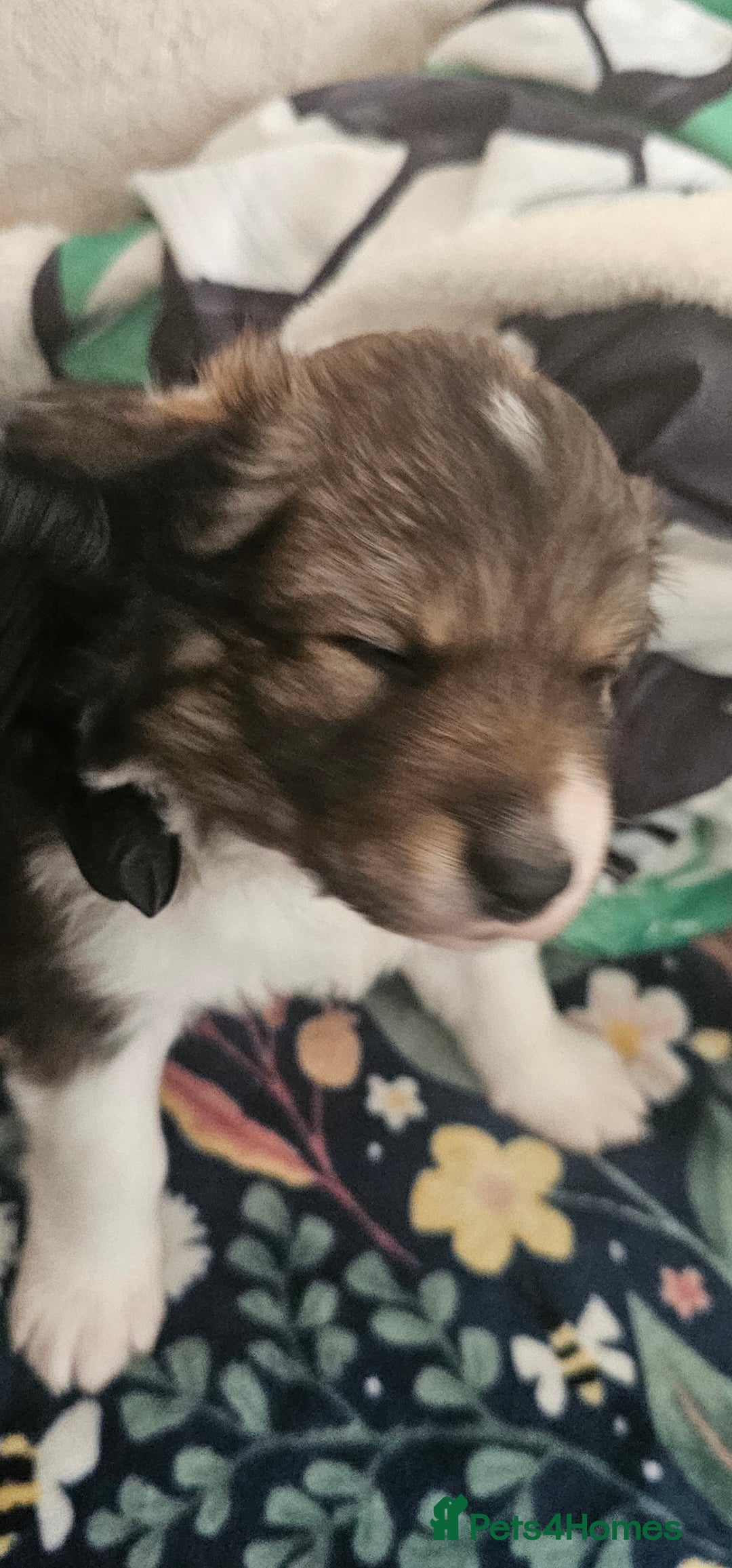 Sprollie dogs for sale: Puppies from Border Collie  - Image 12