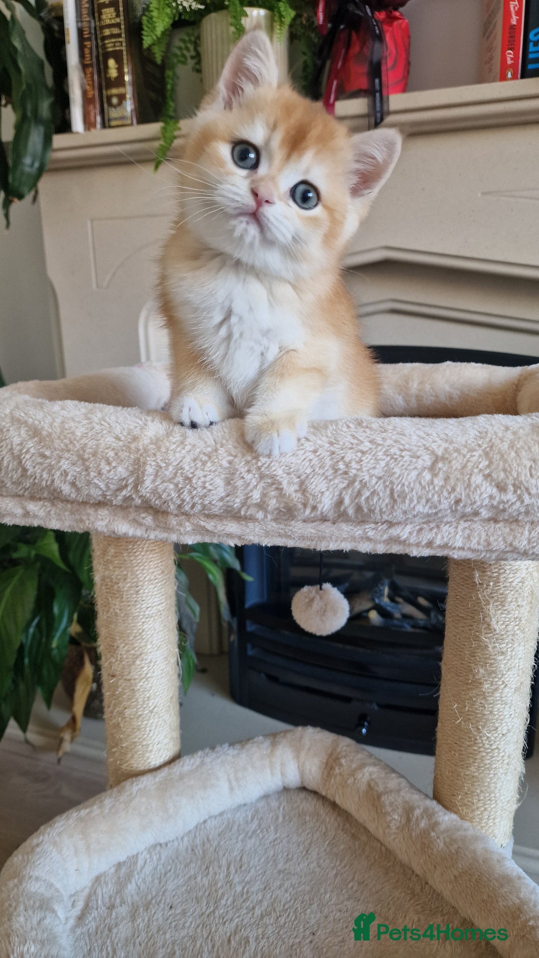 British Shorthair cats for sale: Golden Chinchilla Kittens TICA - Image 2