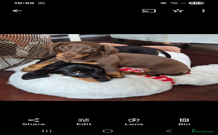 Miniature Dachshund dogs - Advert 10