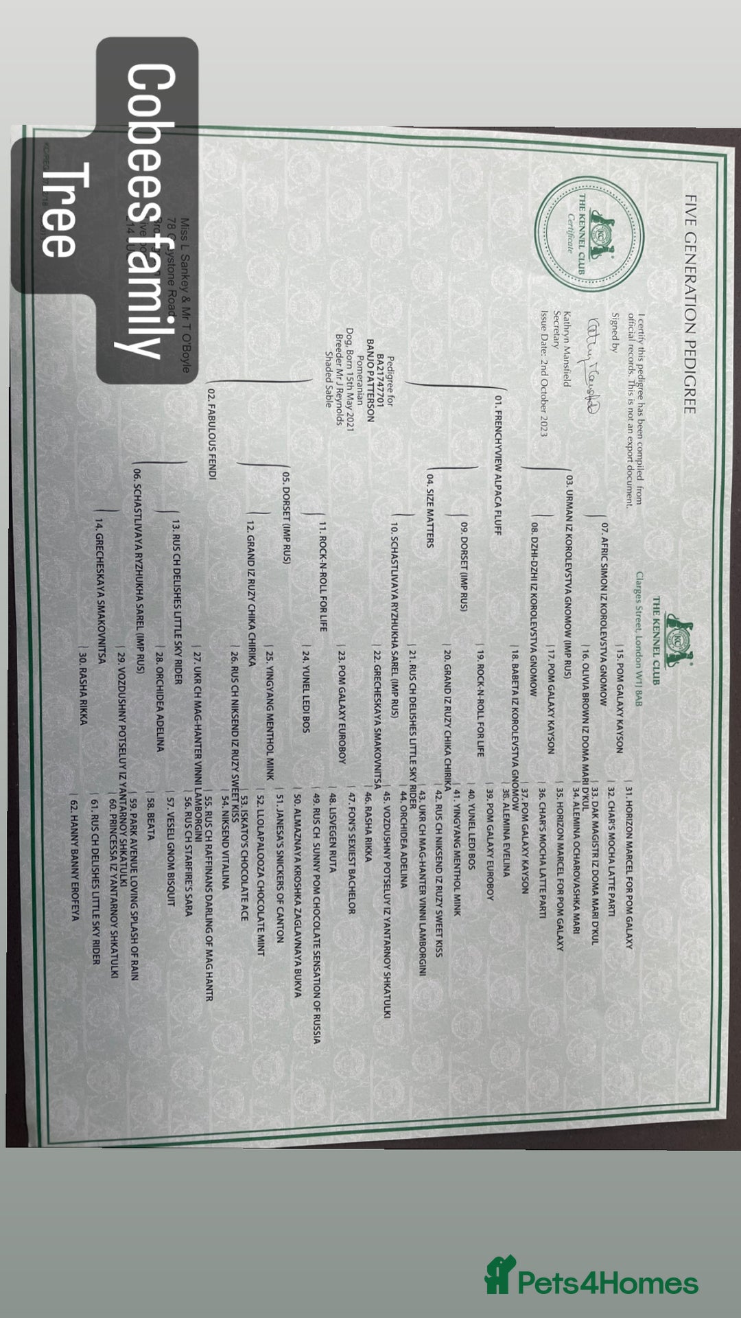 Pomeranian dogs for stud: Cobee (PROVEN)  ( STUD ONLY ) (PRODUCING MERLES)   in Liverpool - Advert 27