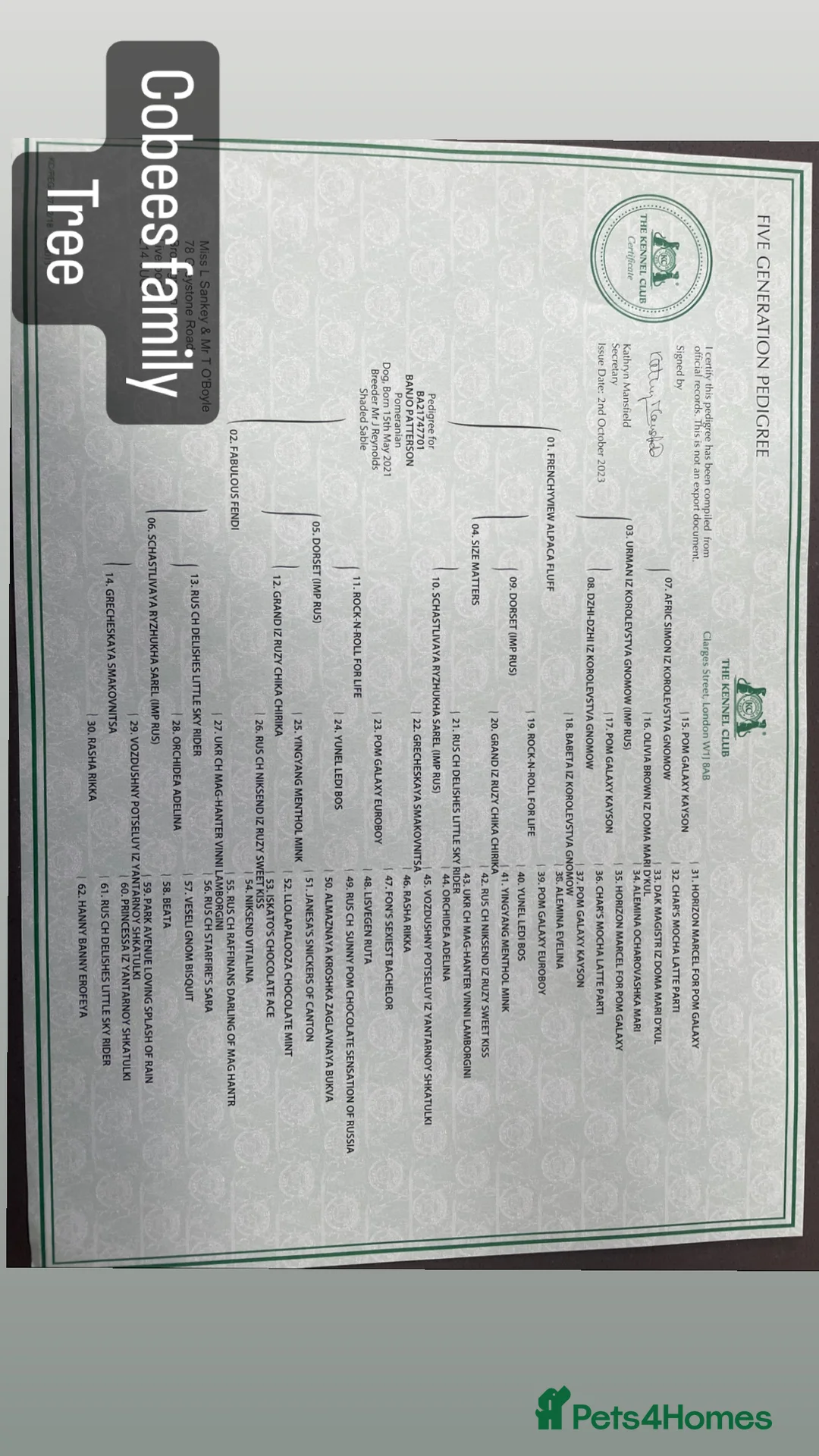Pomeranian dogs for stud: Cobee (PROVEN)  ( STUD ONLY ) (PRODUCING MERLES)   in Liverpool - Advert 27