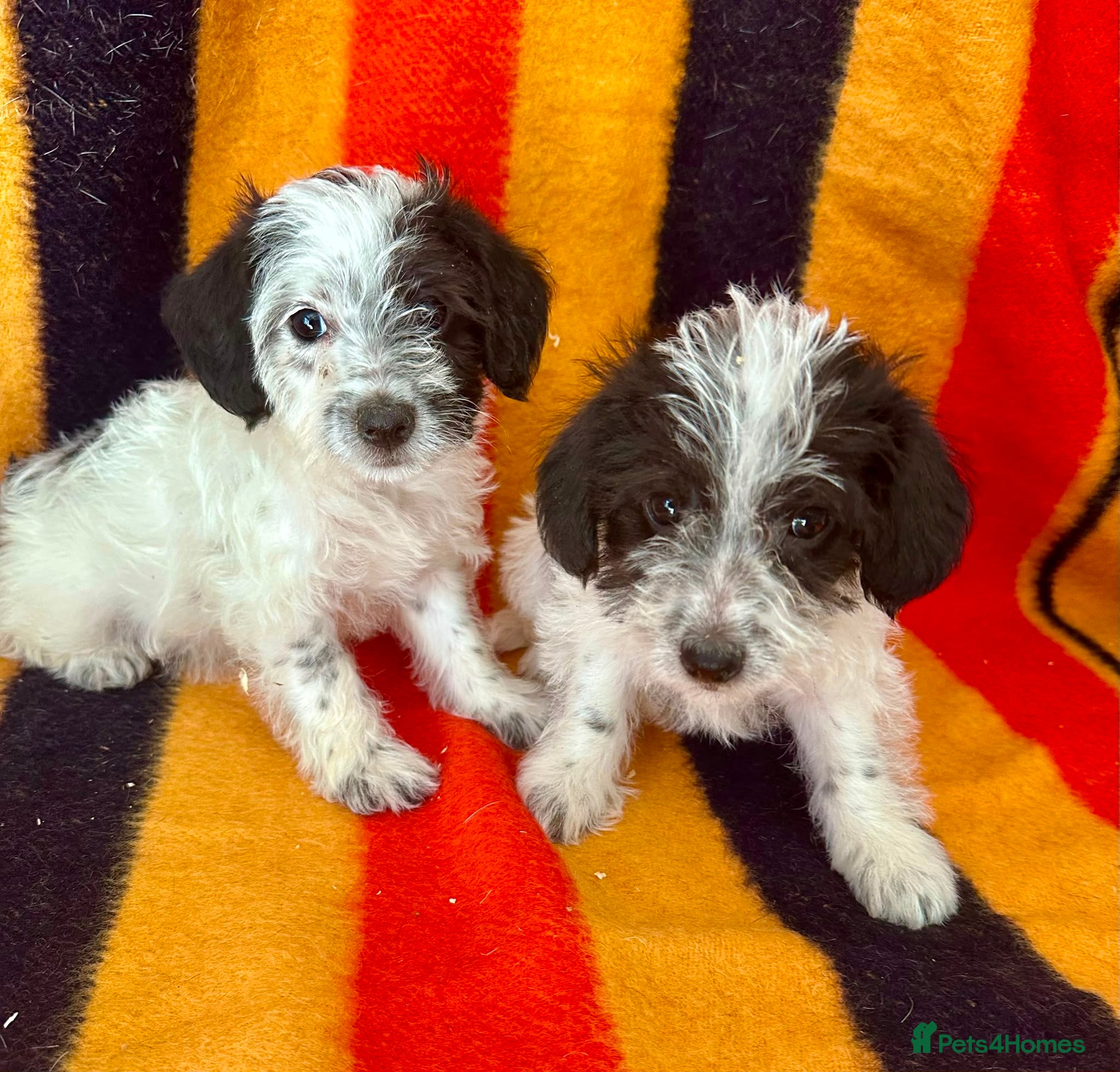 Jackapoo dogs Beautiful Jackapoo Puppies – Ready Now - Advert 1