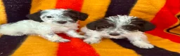 Jackapoo dogs for sale: Beautiful Jackapoo Puppies – Ready Now - Advert 7