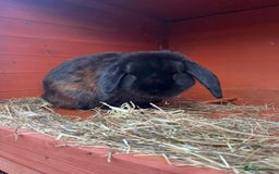 Mini Lop rabbits for sale: Two male lops for sale  - Image 3