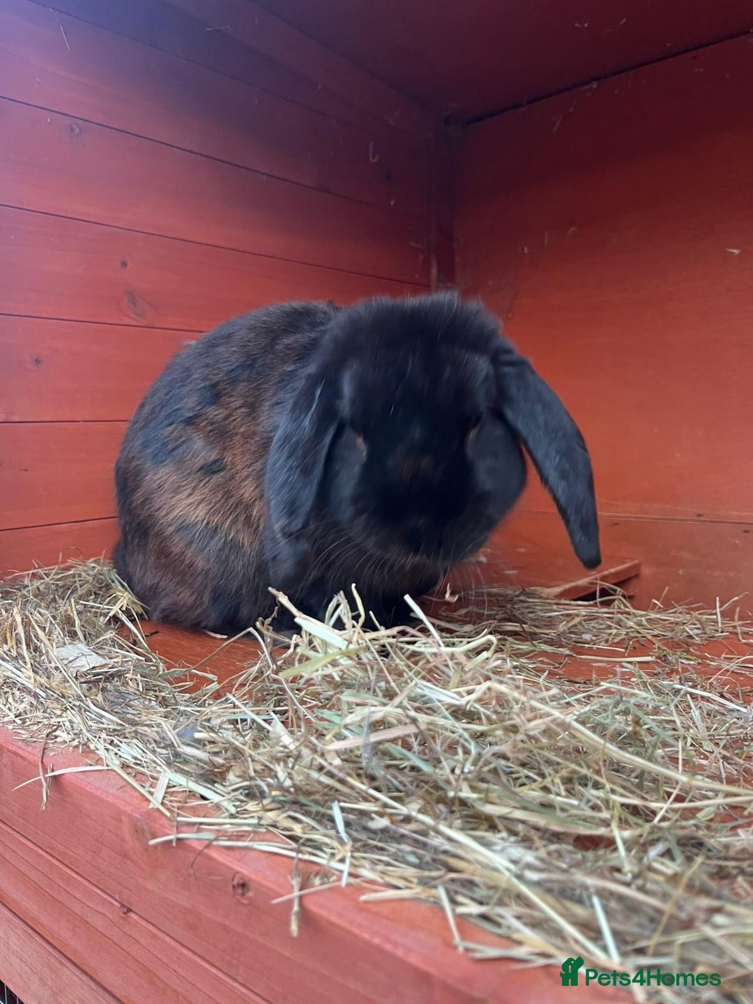 Mini Lop rabbits for sale: Two male lops for sale  - Image 3