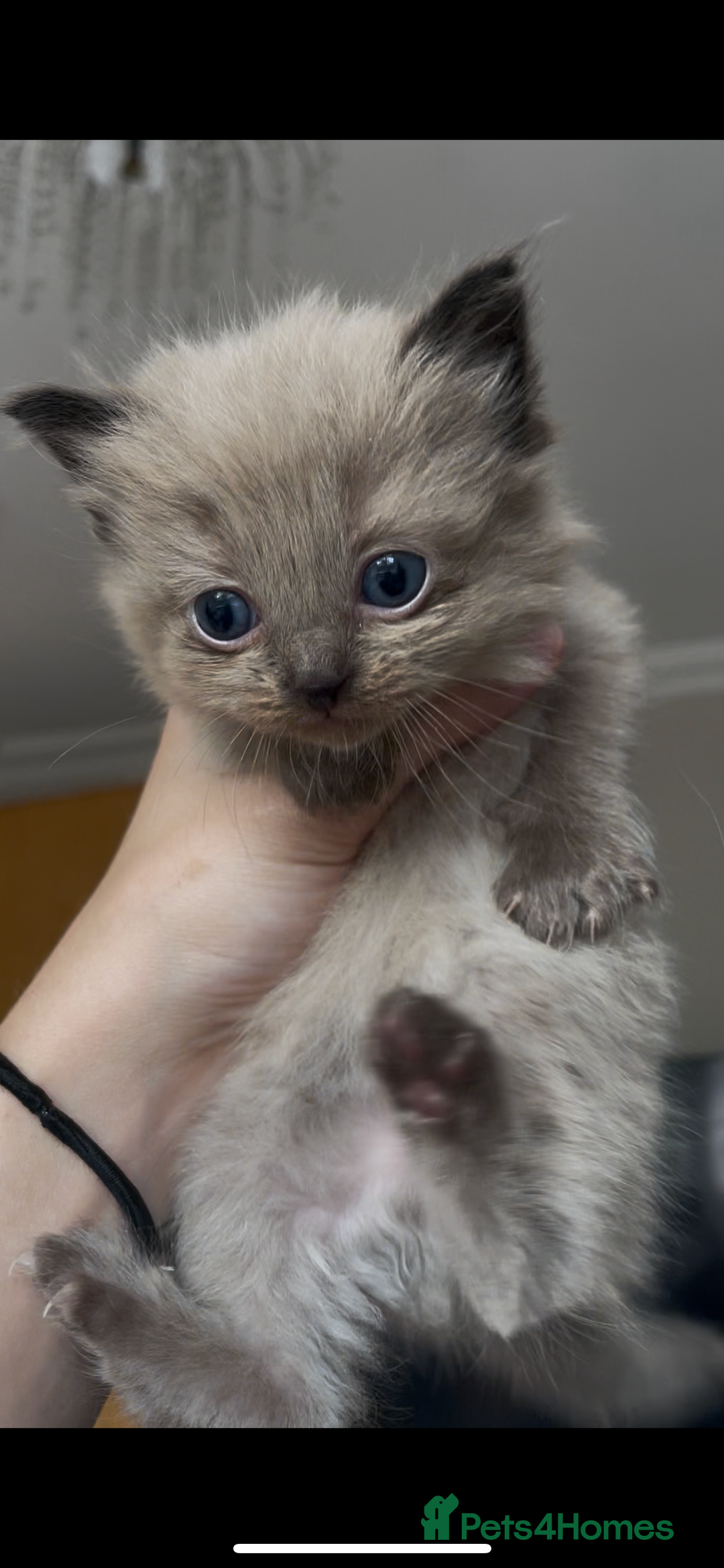 Ragdoll cats for sale: 5 Purebred kittens for SALE - Image 7