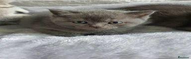 Scottish Fold Kitten 3