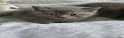 Scottish Fold cats for sale: Scottish Fold Kittens Available - Advert 8