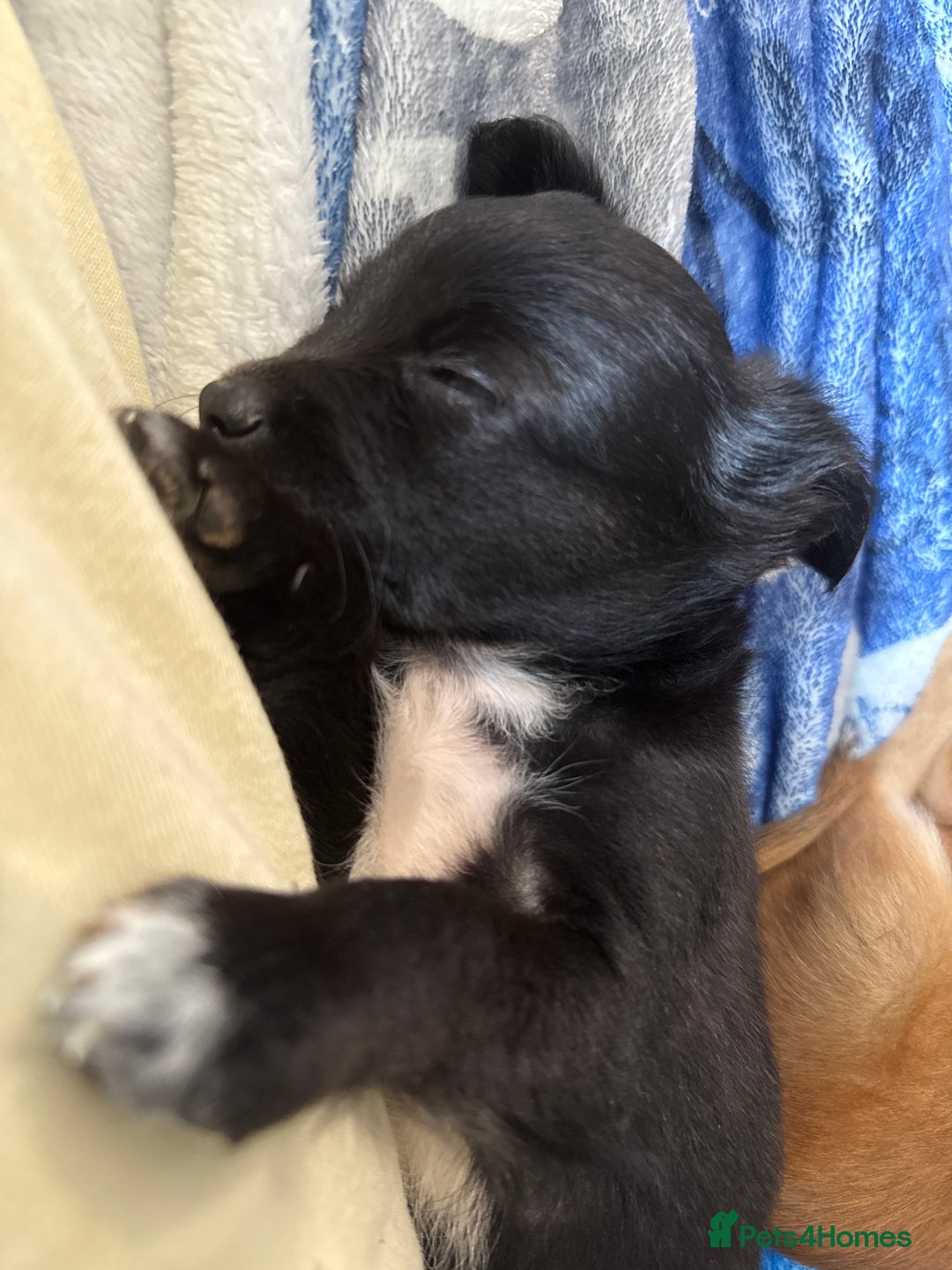 Chihuahua dogs for sale: Chihuahua X Puppies - Image 15