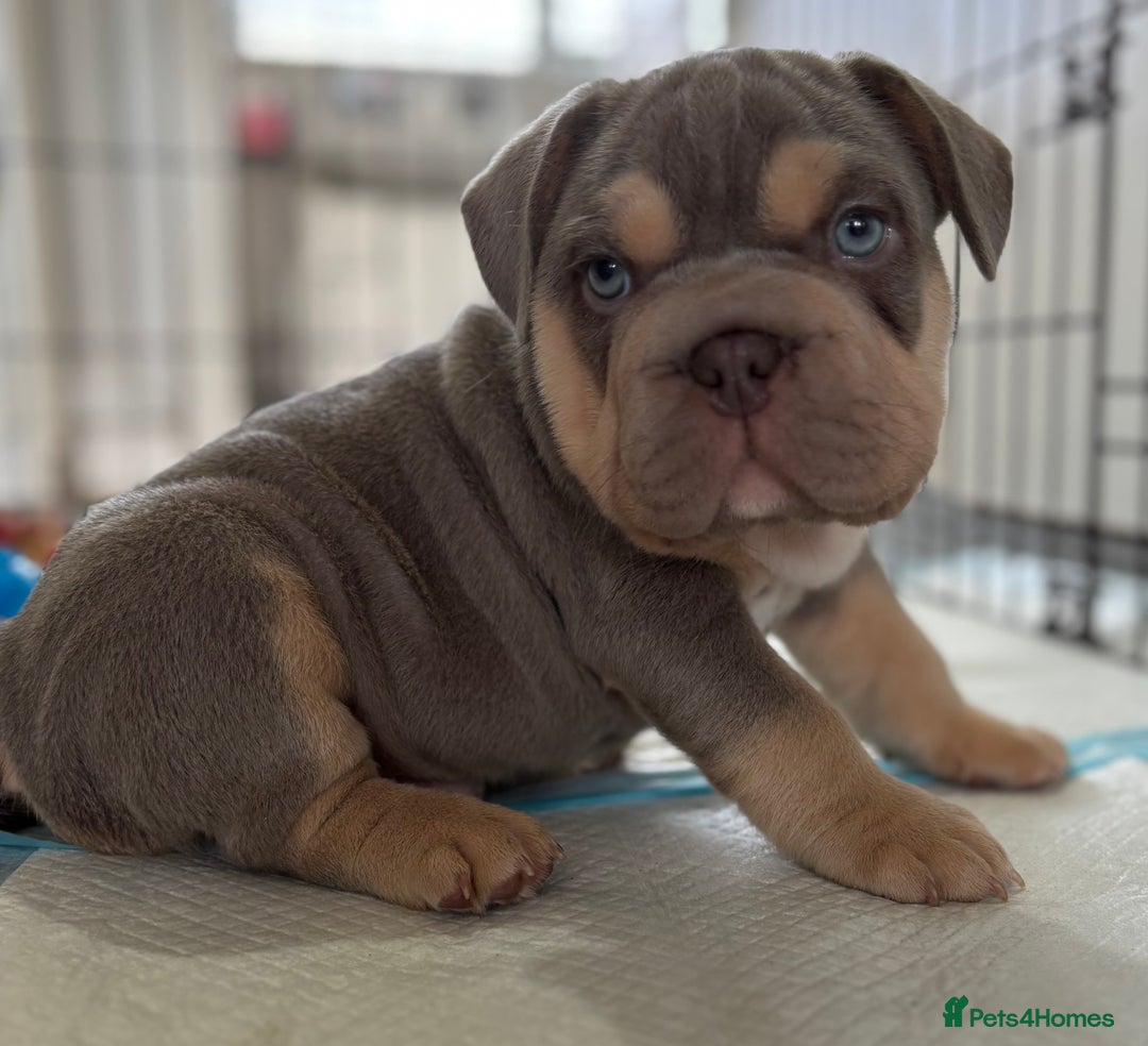Mixed Breed dogs for sale: Pocket bully x Big rope frenchie  - Image 1