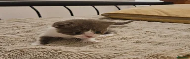 British Shorthair 3