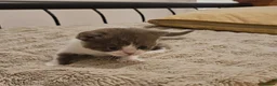 British Shorthair cats for sale: Beautiful British Shorthair Kittens in Crowborough - Advert 5