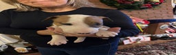 Bull Terrier dogs for sale: RED/WHITE - Advert 5