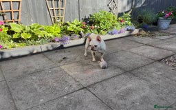 French Bulldog dogs for sale: Such a honest little lady - Image 2