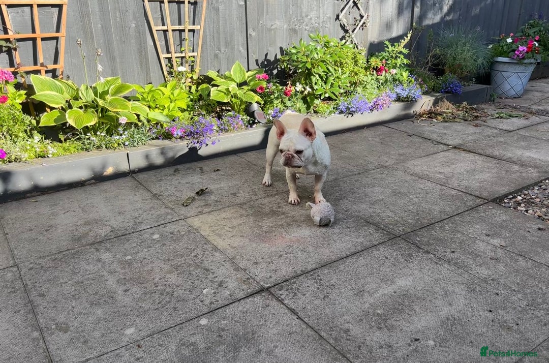 French Bulldog dogs for sale: Such a honest little lady - Image 2