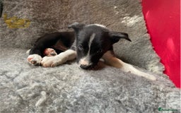 Border Collie dogs for sale: Border collies  - Image 16