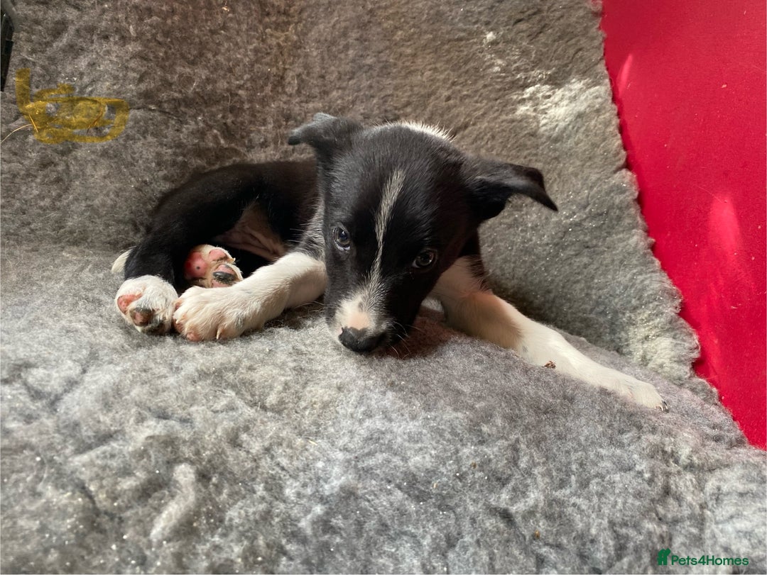 Border Collie dogs for sale: Border collies  - Image 16
