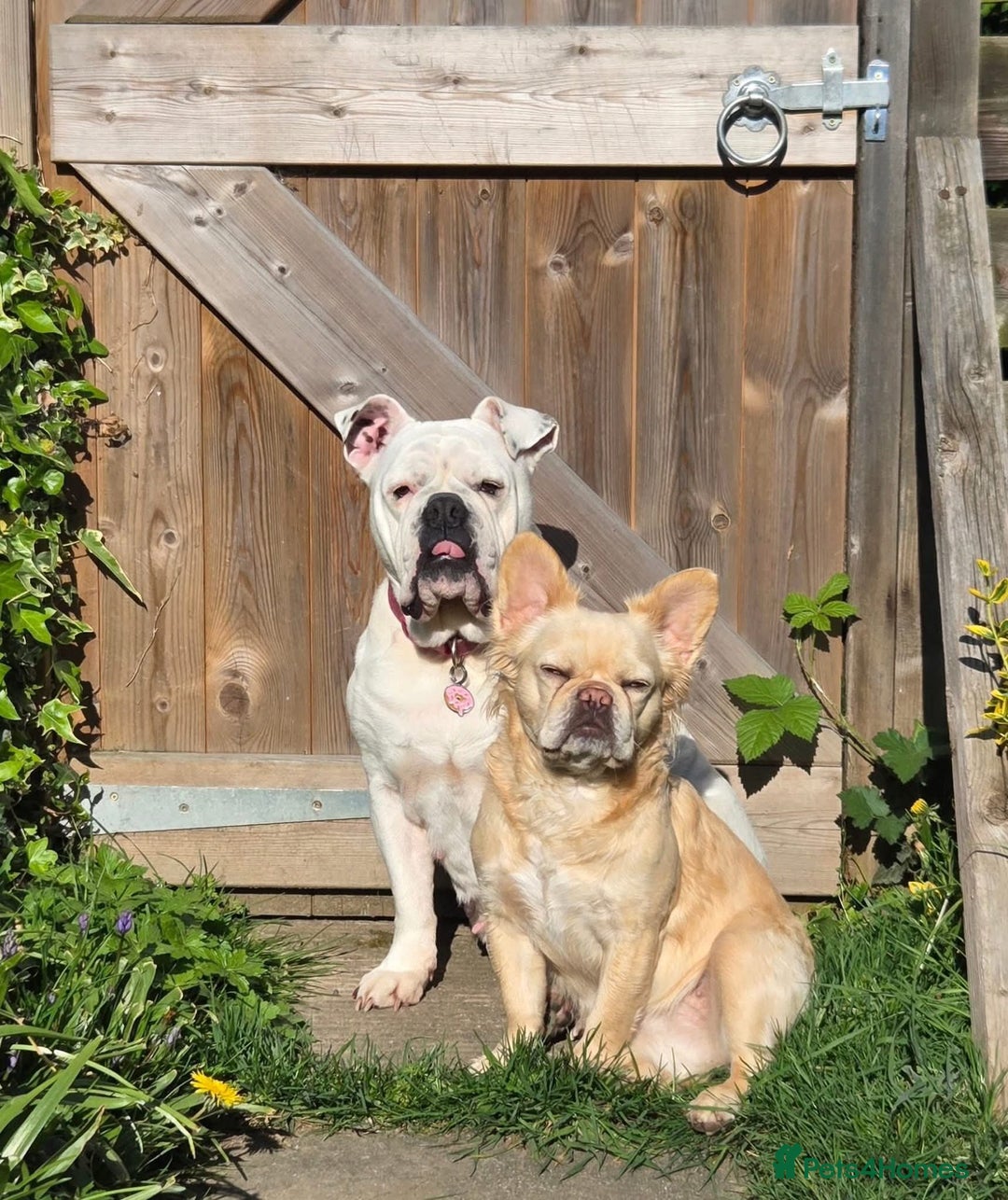 Mixed Breed dogs for sale: Fluffy frenchie approx 2years old.  - Image 5