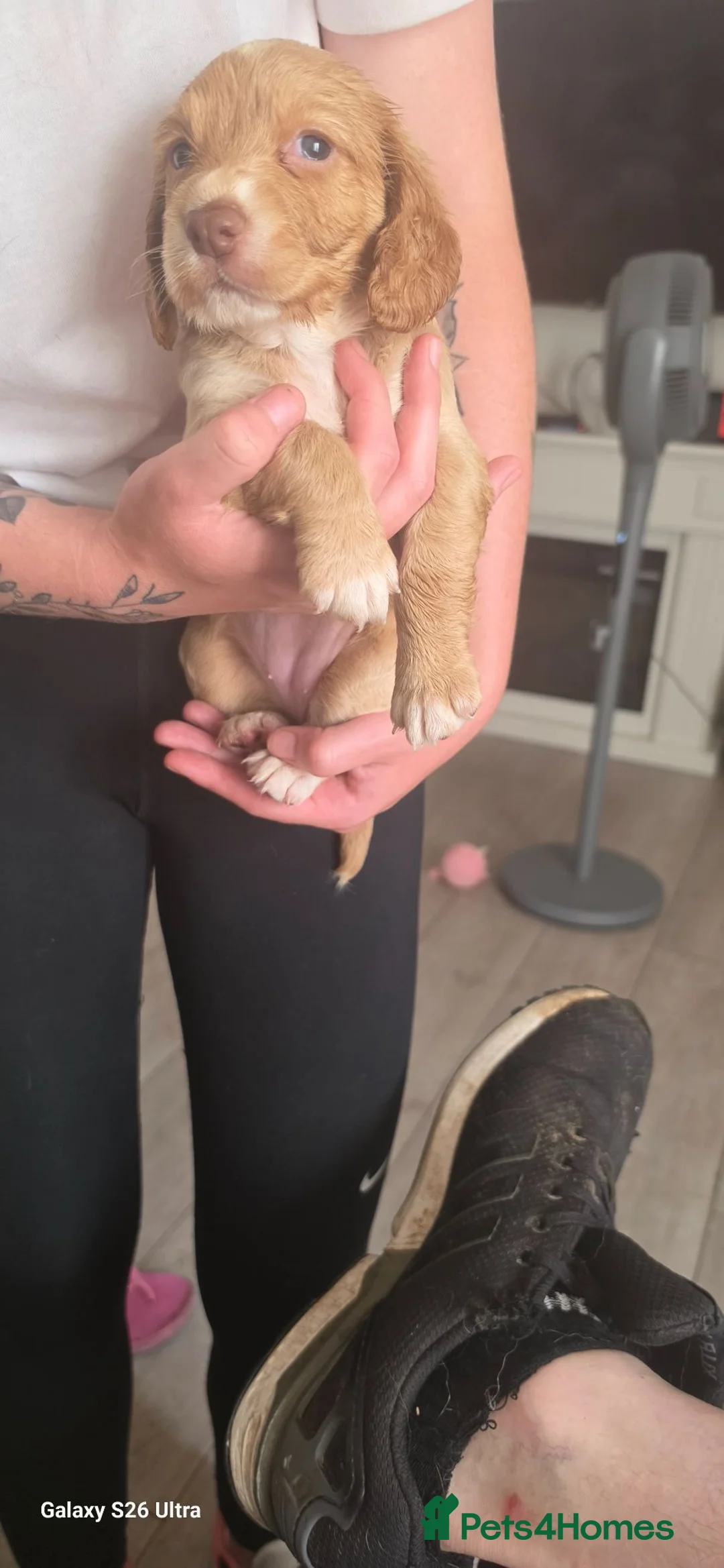 Cocker Spaniel dogs for stud: Cocker spanels pups - Advert 2