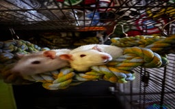 Rat rodents for sale: 2 male rats  - Image 3