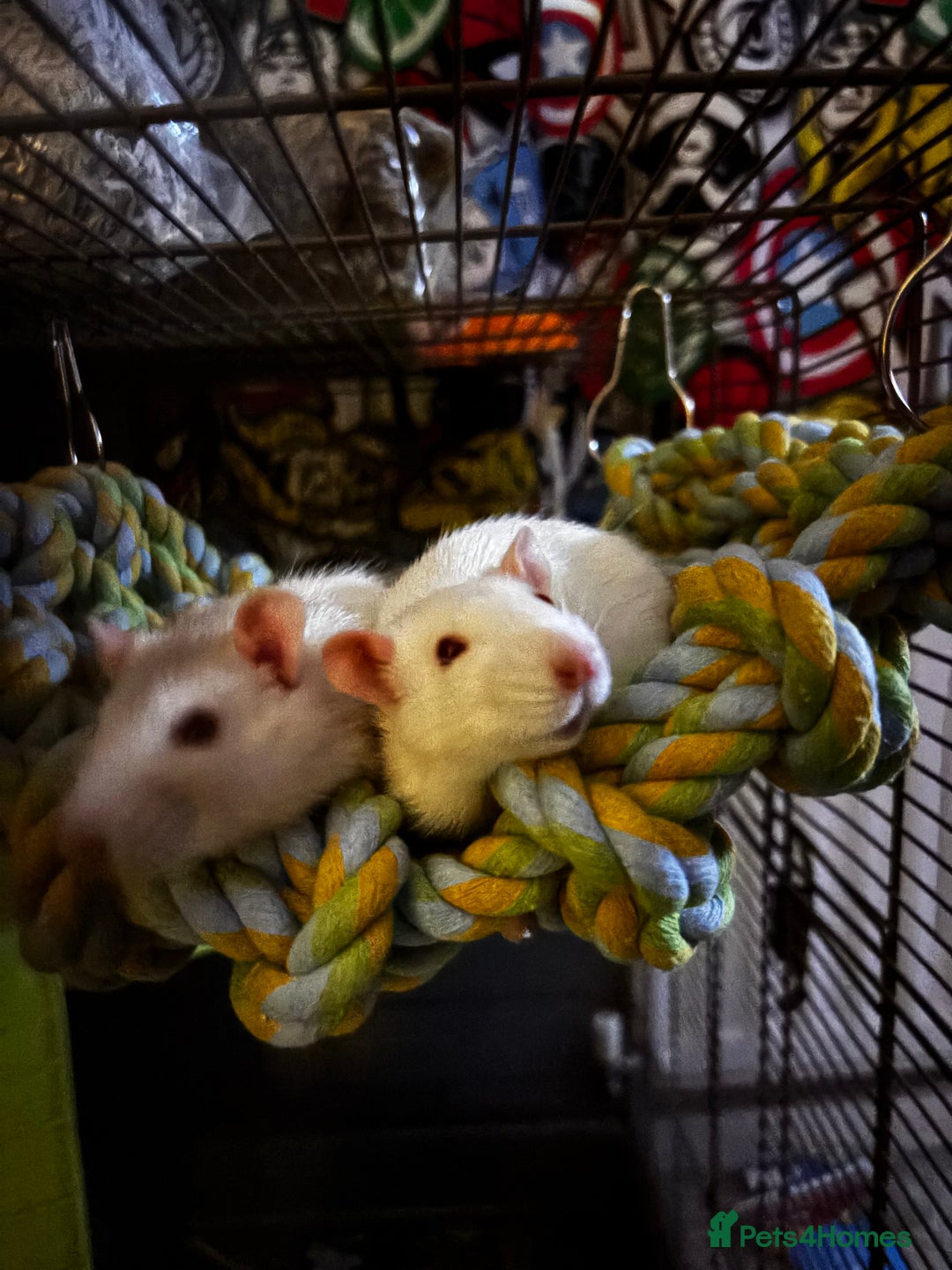 Rat rodents for sale: 2 male rats  - Image 3