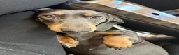 Miniature Dachshund dogs for sale: Beautiful 2 year old mini dachshund blue and tan - Advert 5